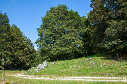 Summer mountain landscape