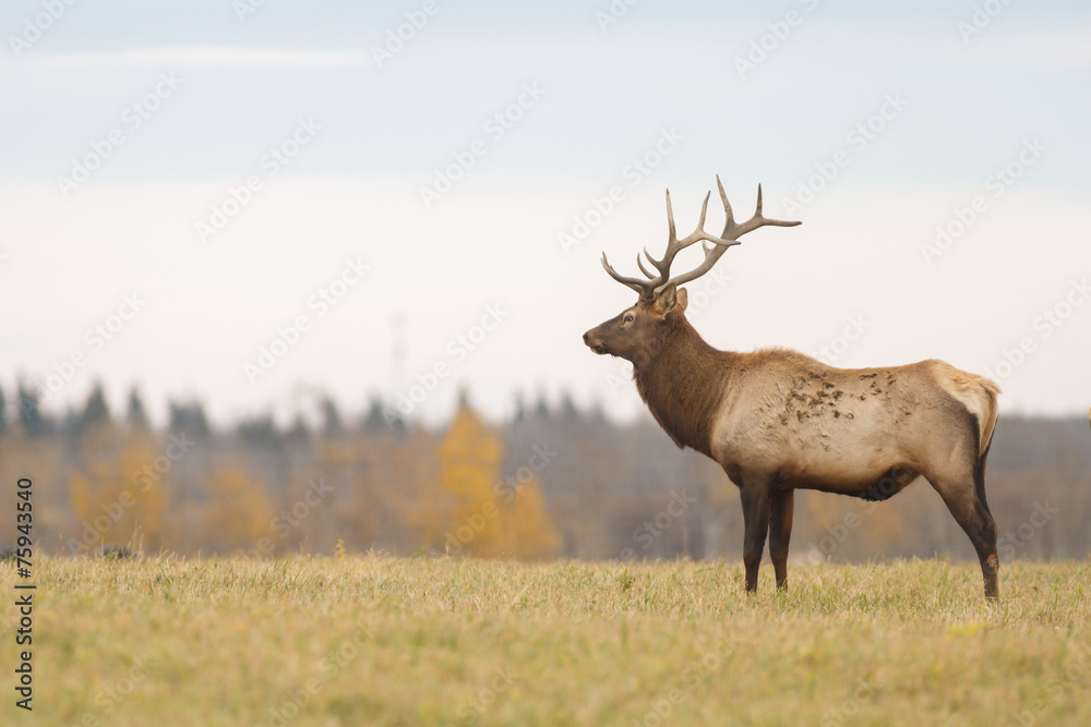 Obraz premium deer in wild scenery