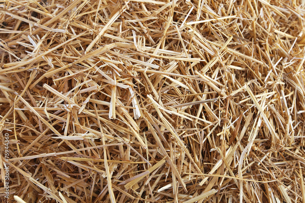 Straw hay texture Straw hay texture