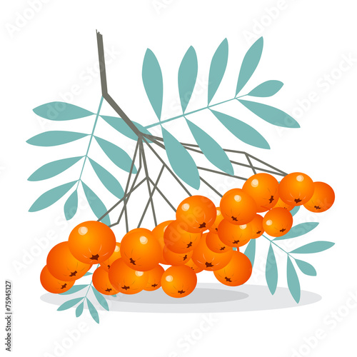 Rowan Berries Vector Illustration Isolated on White Background