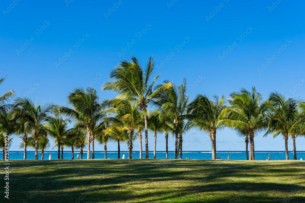 coconut trees of the mauritius in east coast