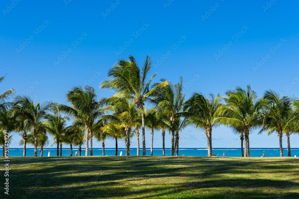 coconut trees of the mauritius in east coast coconut trees of the mauritius in east coast