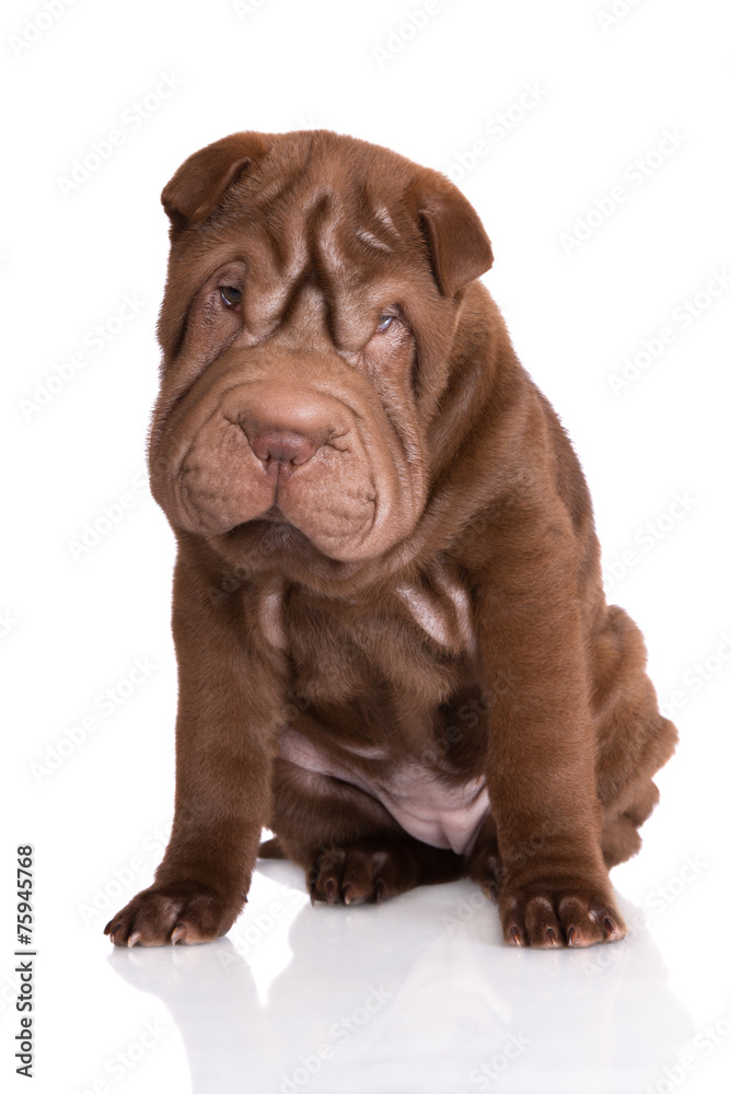 shar pei puppy sitting on white Stock Photo | Adobe Stock