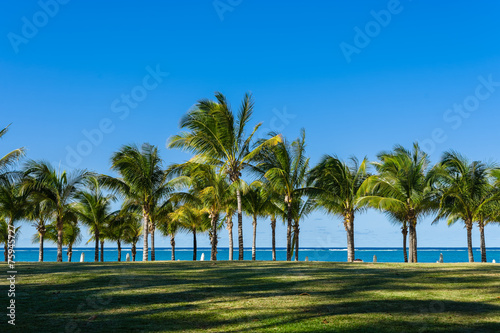 coconut trees of the mauritius in east coast © phoenix135