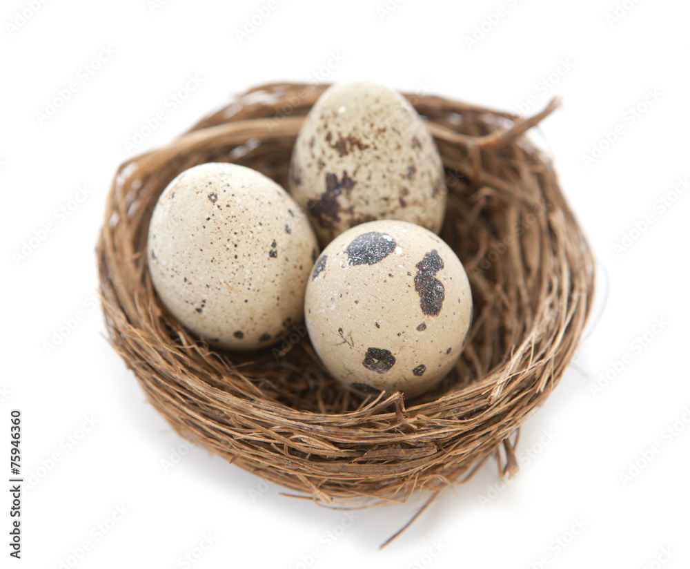 oeufs de caille dans un petit nid de pâques oeufs de caille dans un petit nid de pâques