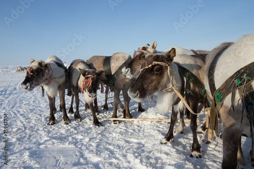 Team of reindeer in frosty winter morning. Yamal