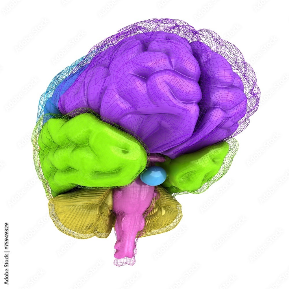 Creative concept of the human brain Creative concept of the human brain