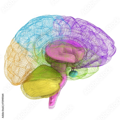 Creative concept of the human brain