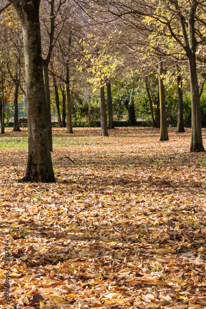 yellow leaves falling tree in autumn yellow leaves falling tree in autumn