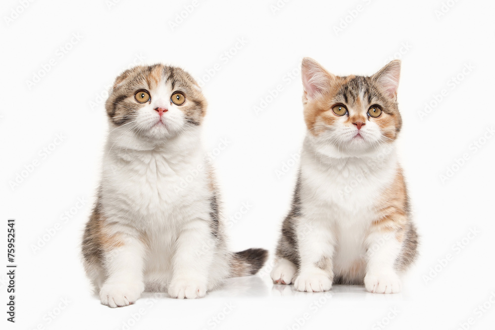 Cat. Two Scottish highland kittens with white on white backgroun