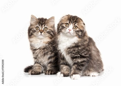 Cat. Two Scottish highland kittens with white on white backgroun