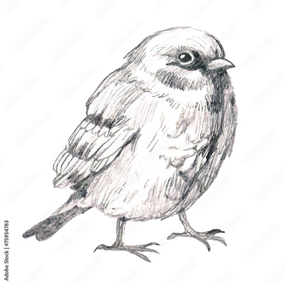 Fototapeta premium pencil sketch illustration with bird
