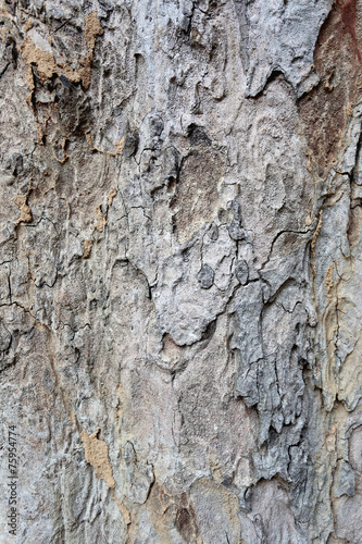 Surface of the bark tree.