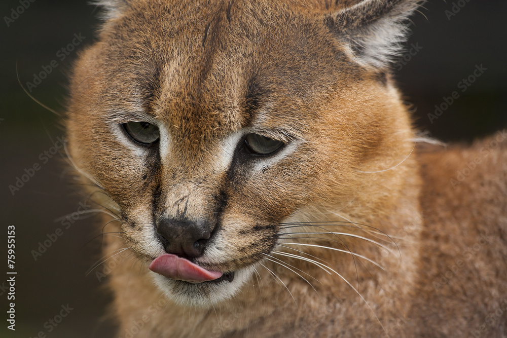 Fototapeta premium Caracal likt neus
