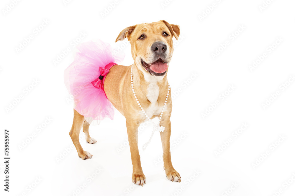 Yellow Labrador Dog in Pink Tutu