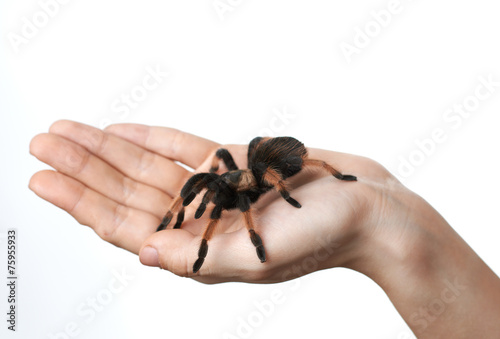 big spider on hand
