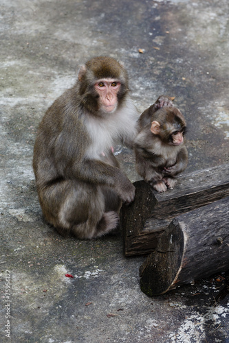 Mother and cub photo