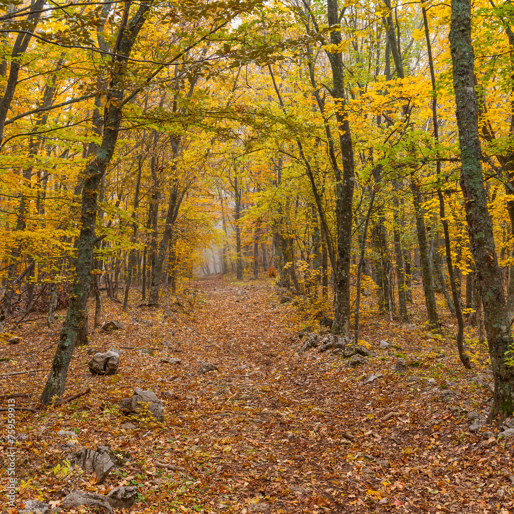 Autumnal landscape in wild forest