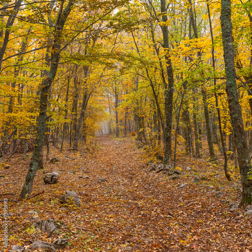 Autumnal landscape in wild forest