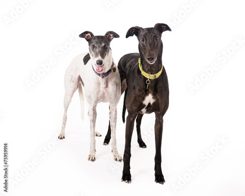 Tablou Canvas Pair of Greyhounds