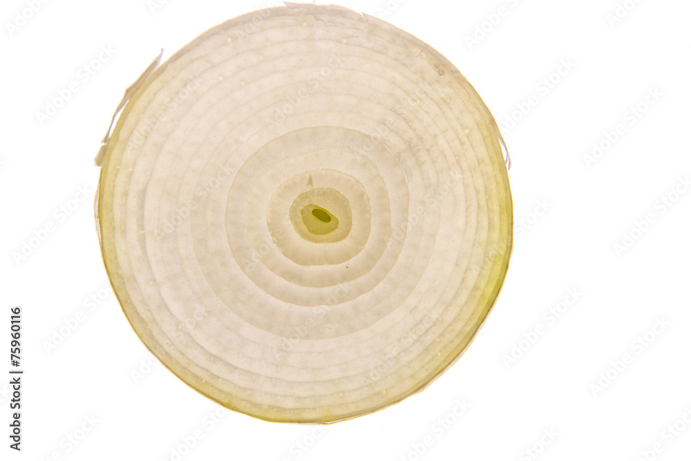 backlit white onion slice