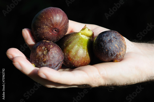 Figs in hand