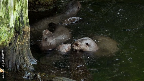 Riesenotter