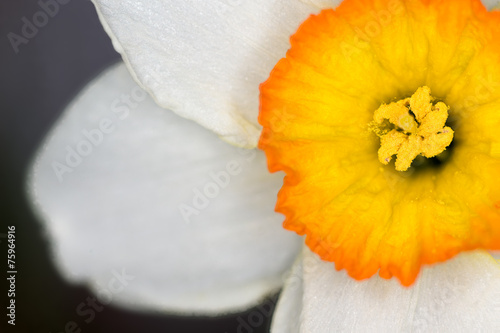 Daffodil photo