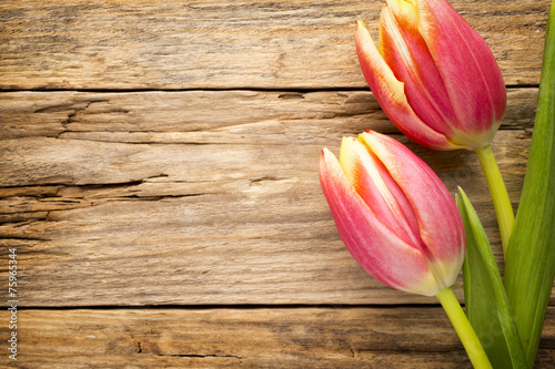 Fototapeta Naklejka Na Ścianę i Meble -  Tulip.