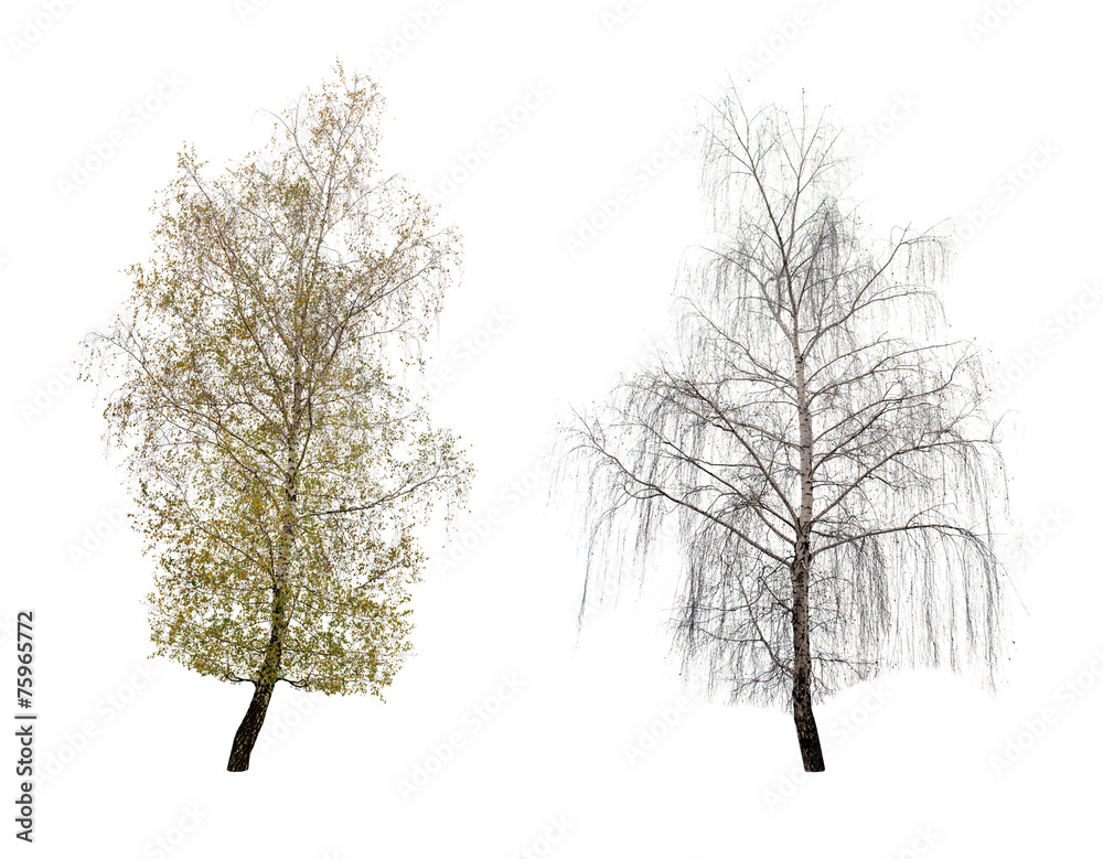 Naklejka premium two birch