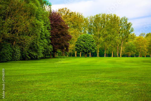 green field.  Beautiful Landscape. grass and forest © EwaStudio