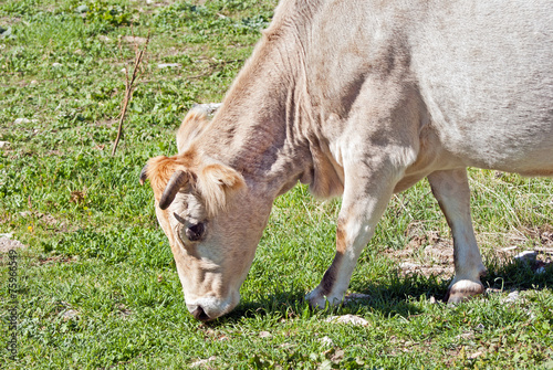 cow grazing in meadow