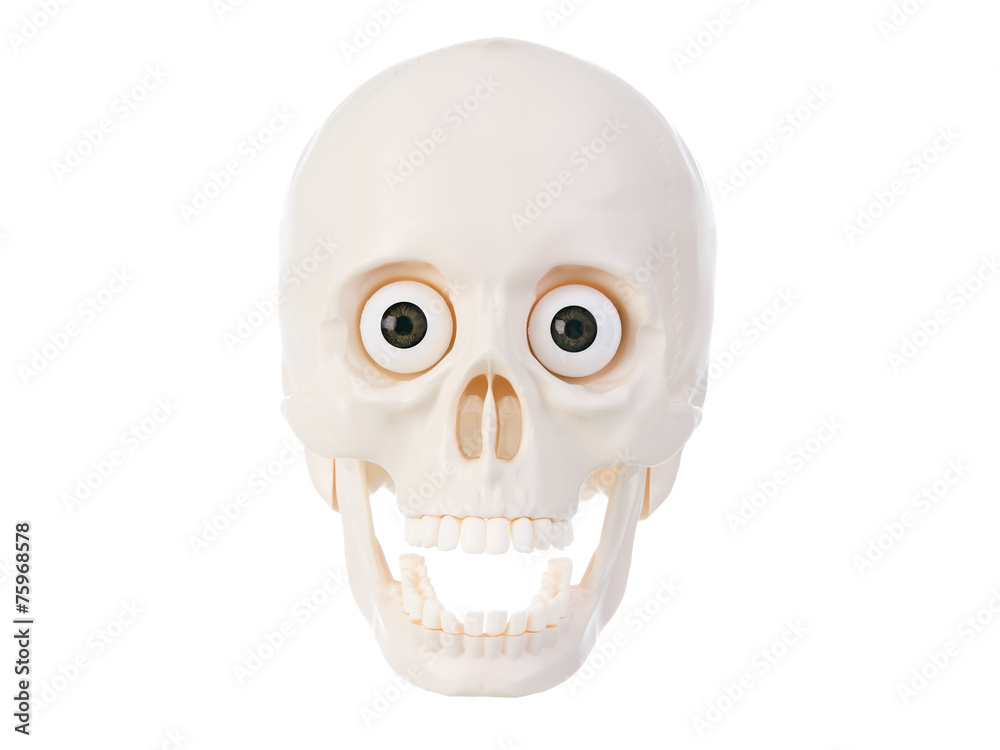 Fototapeta premium Plactic human skull with open mouth