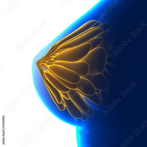 Female Breast Anatomy Side - white background