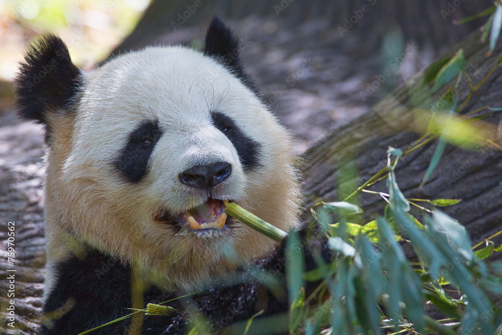 Fototapeta premium Happy Panda