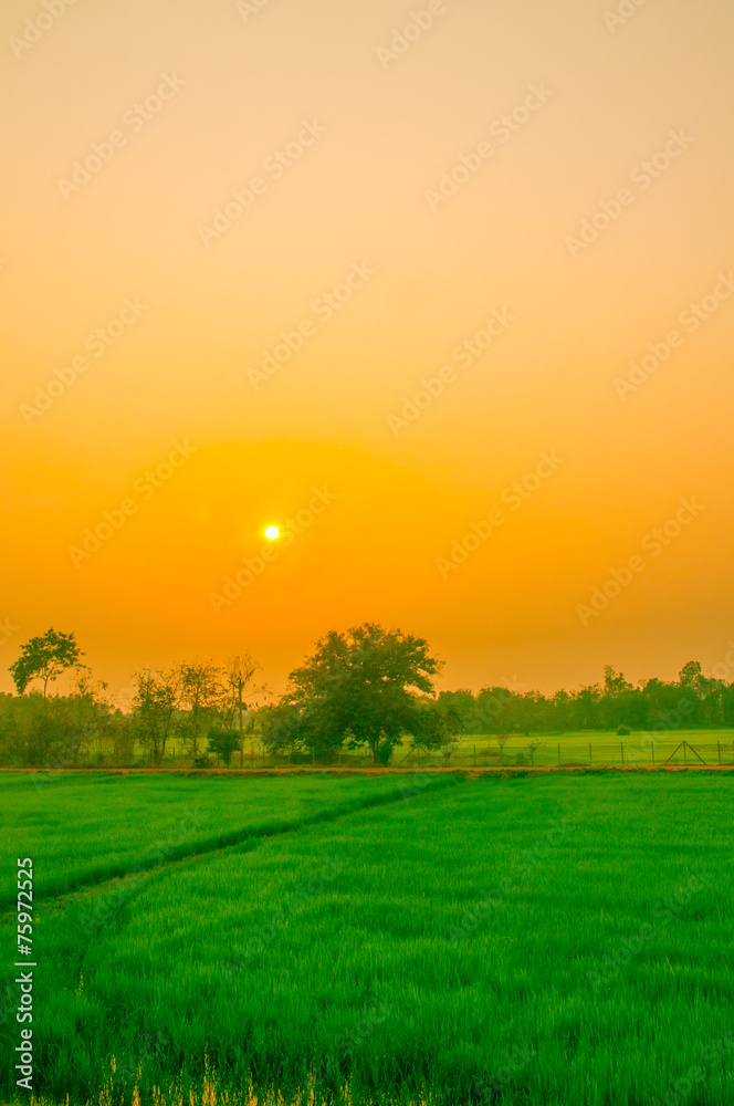 Obraz premium Sunset view over paddy field
