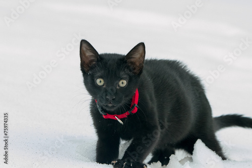 Black cat in white snow