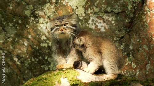 Manul