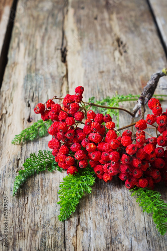 Fotografie dried red rowan branch