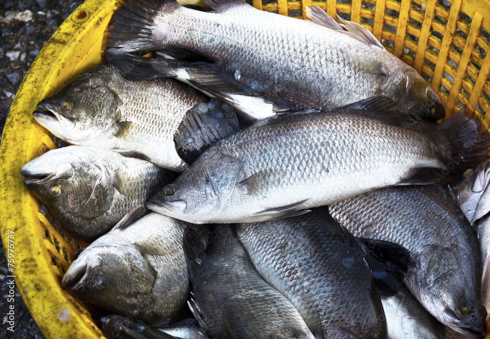 Fototapeta premium Snapper sold in seafood markets