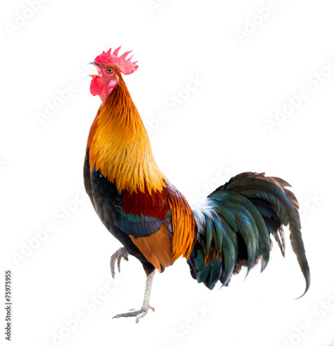 Canvastavla rooster isolated