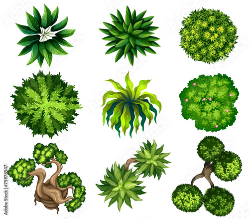 Topview of the different plants