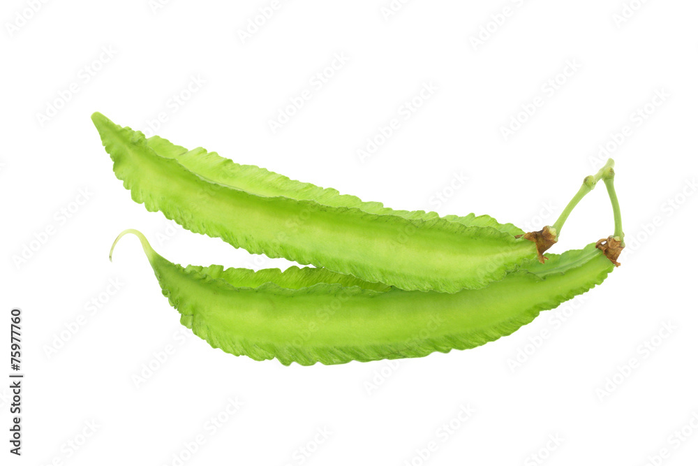 Winged bean Winged bean