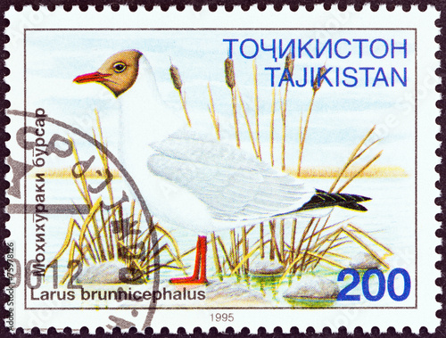 Brown-headed Gull, Larus brunnicephalus (Tajikistan 1995) photo