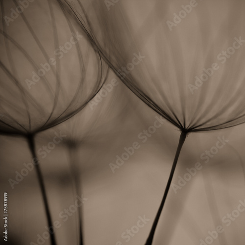 Abstract dandelion flower background, Big dandelion