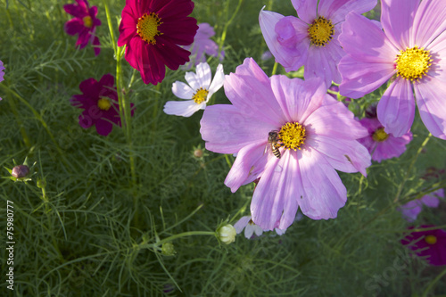 field of pink cosmos flower