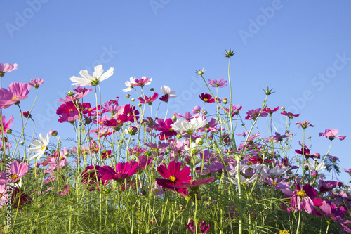 field of pink cosmos flower