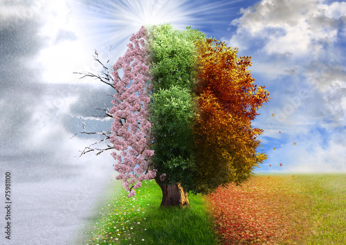 Fototapeta Four season tree, photo manipulation, magical, nature