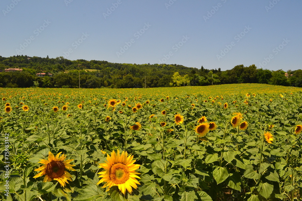 Naklejka premium in mezzo al campo di girasoli