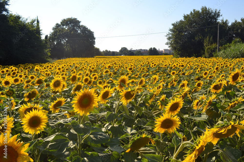 Naklejka premium la distesa di girasoli